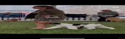 Fox Terrier dogs for sale: Gorgeous wire fox terrier  - Advert 4