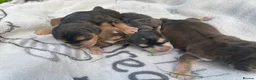 Cocker Spaniel dogs for sale: ⭐️Adorable Show Cocker Spaniel Puppies⭐️ - Advert 5