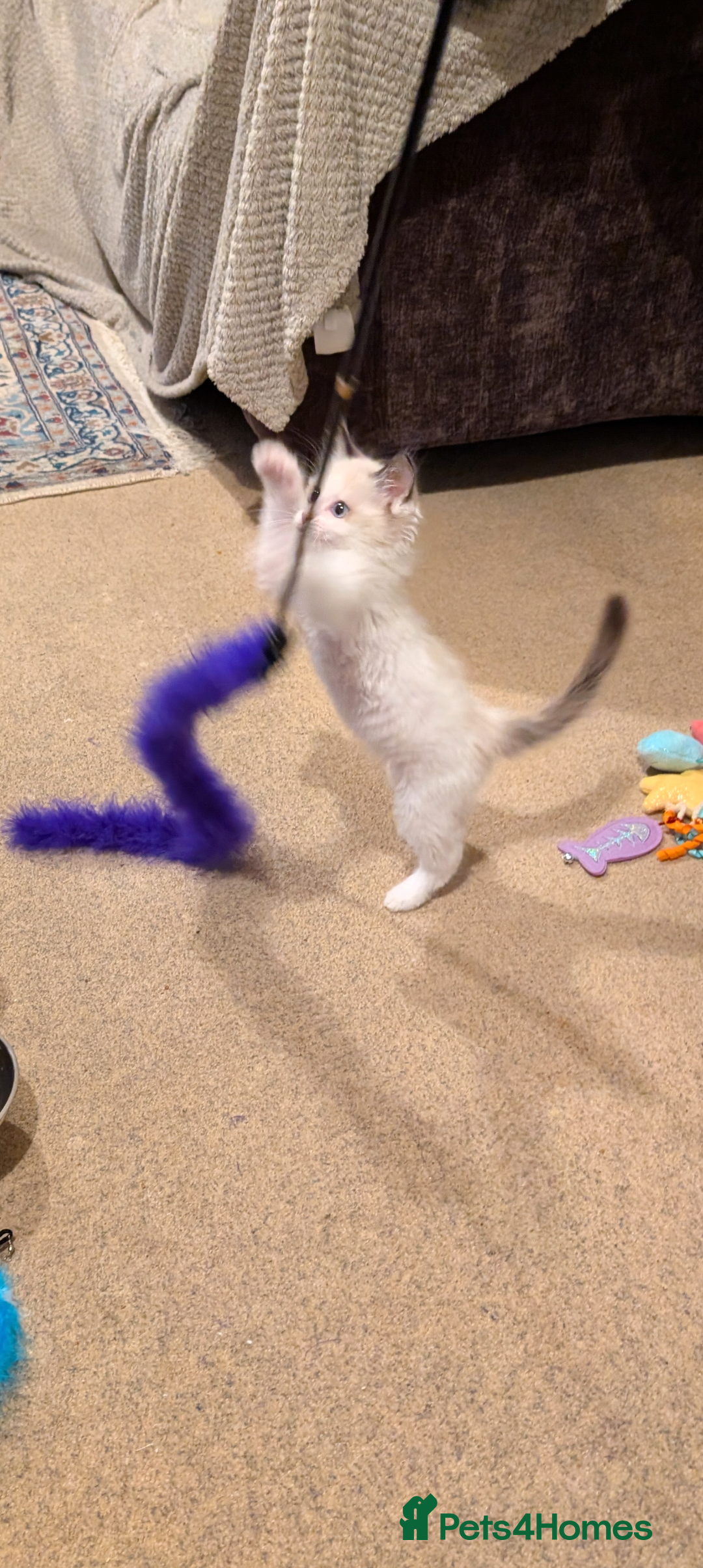 Ragdoll cats for sale: Gorgeous Lucy, a seal bicolour ragdoll kitten  - Advert 5