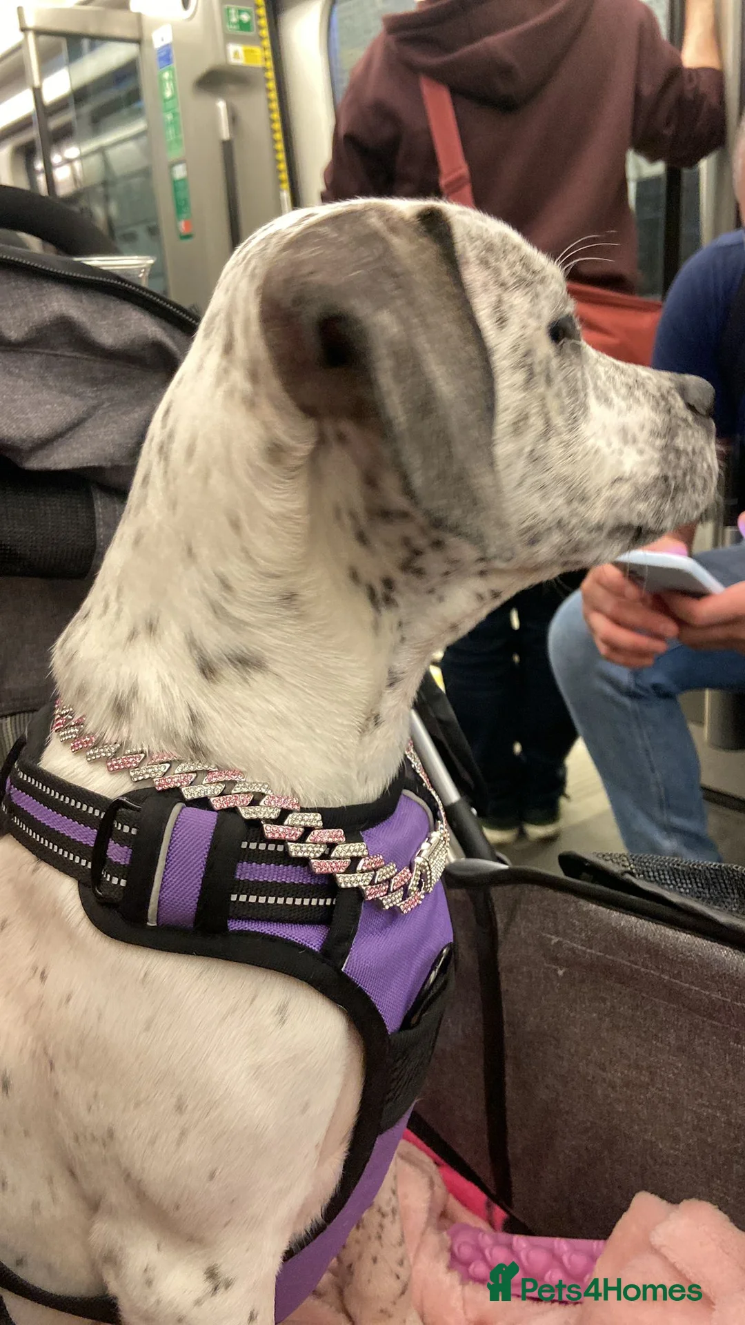 Mixed Breed dogs for sale: Cockerbull x staff Rehoming  in London - Advert 2