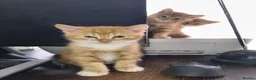 Mixed Breed cats for sale: 5 Beautiful Kittens * TABBY * GINGER *  - Advert 6