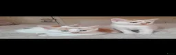 Mixed Breed cats for sale: 11 Adorable kittens 🐾 - Advert 2