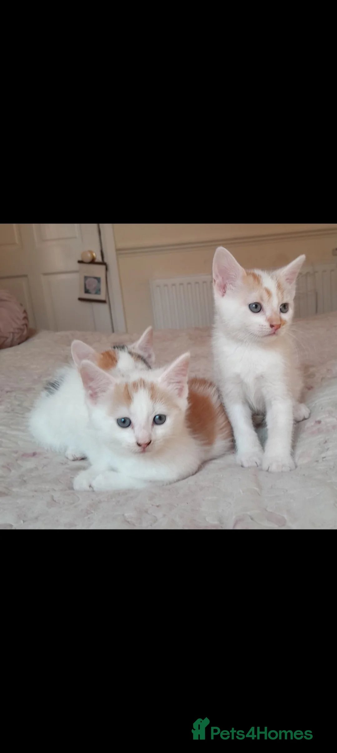 Mixed Breed cats for sale: 11 Adorable kittens 🐾 - Advert 2