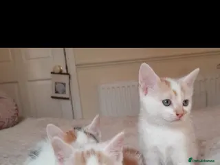 Mixed Breed cats 11 Adorable kittens 🐾 - Advert 13