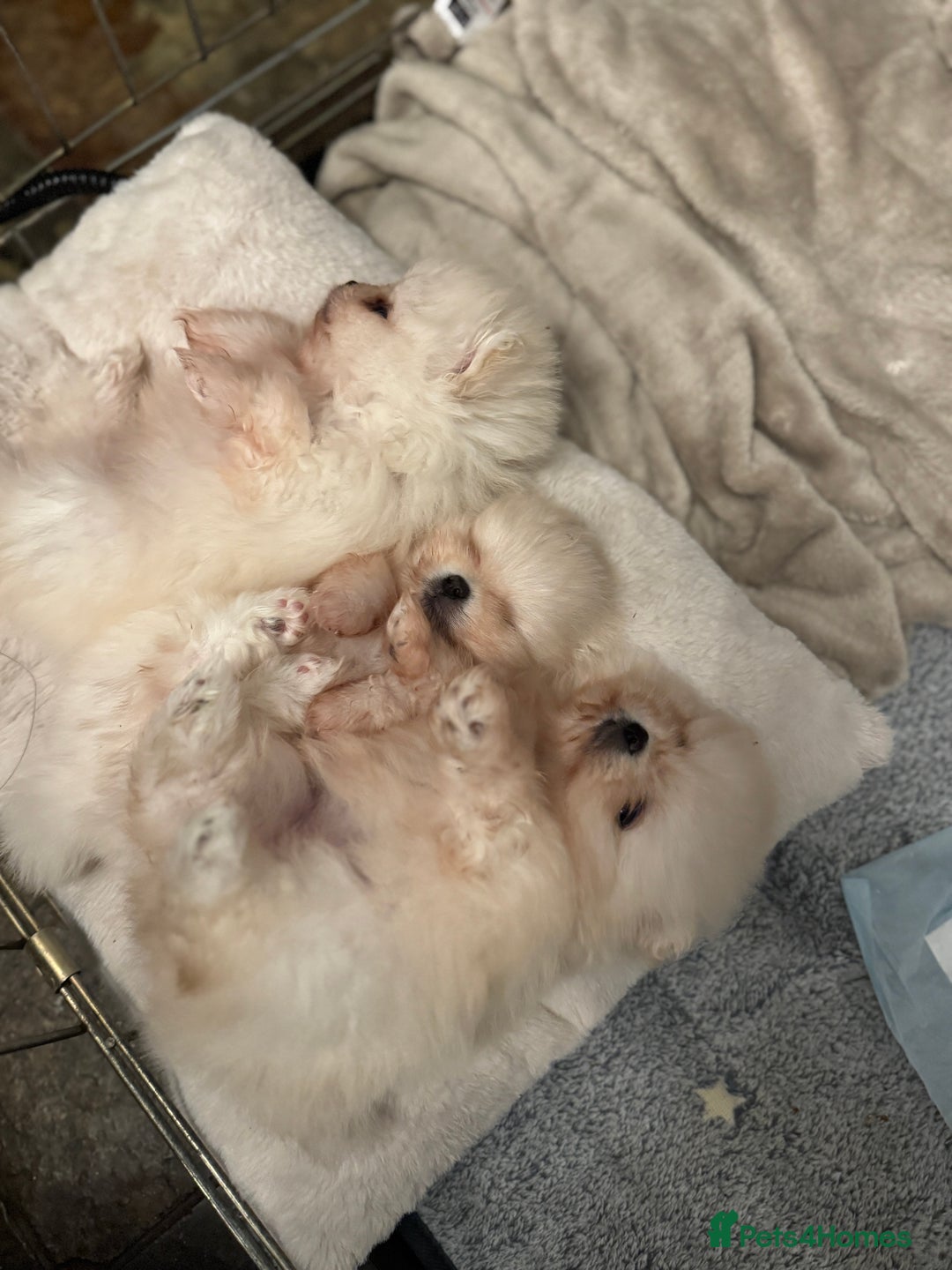 Pomeranian dogs for sale: 🧸 WHITE KC TEDDY BEARS 🧸 TINY, TRUE TYPE! - Advert 5