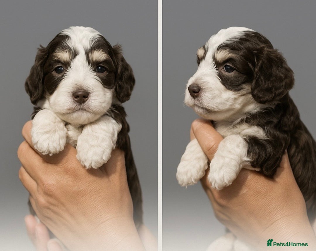 Cockapoo dogs for sale: Beautiful Cockapoos Merle-Tri-Colour-Champagne - Image 1