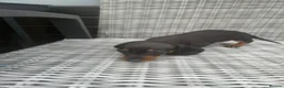 Miniature Dachshund dogs for sale: Smooth Haired Miniature Dachshund Puppies for Sale - Advert 6