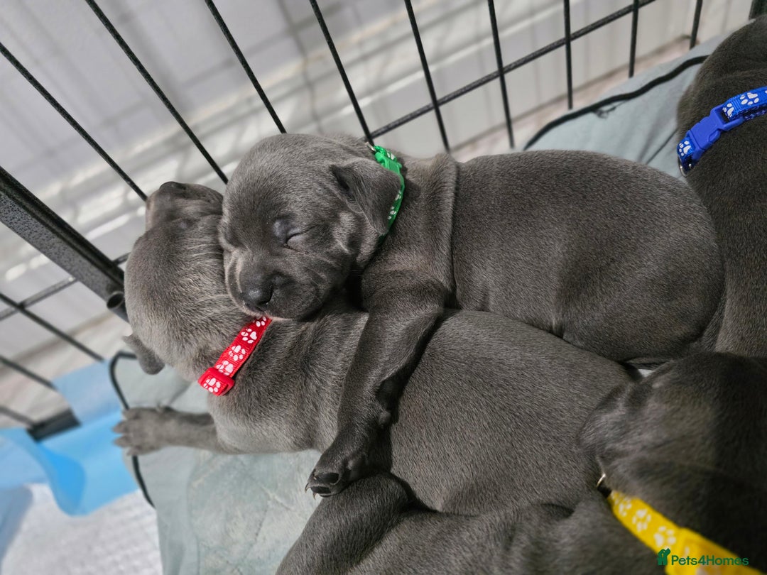 Staffordshire Bull Terrier dogs for sale: Beautiful Staffordshire Bull Terrier Puppies - Advert 8