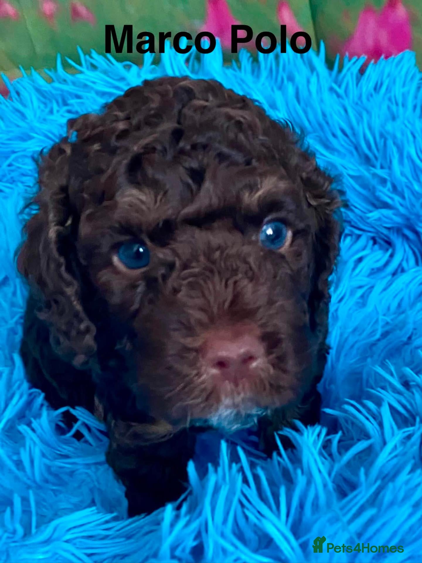 Cockapoo dogs Home Raised American Cockapoo Babies  - Advert 2