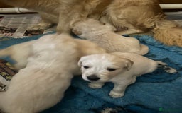 Golden Retriever dogs for sale: Golden Retriever Puppies  - Image 8