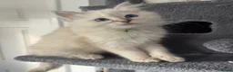 Ragdoll cats for sale: Stunning GCCF Ragdoll Kittens  in Clacton-on-Sea - Advert 8