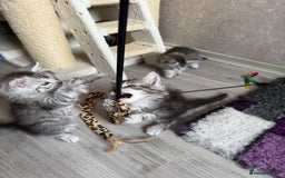 Maine Coon cats for sale: 🐾 100% GENUINE LARGE GCCF MAINE COON KITTENS - Image 16