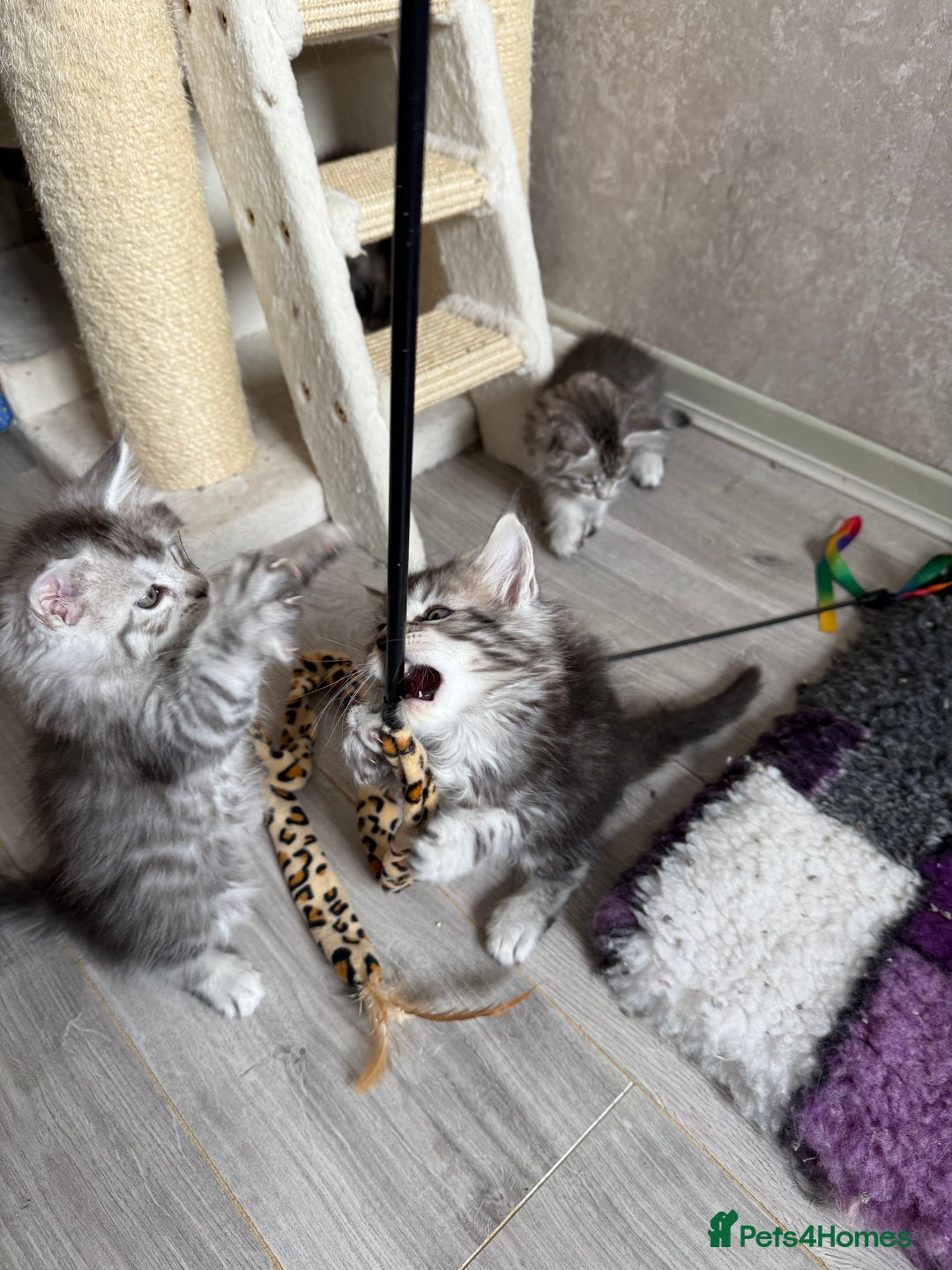 Maine Coon cats for sale: 🐾 100% GENUINE LARGE GCCF MAINE COON KITTENS - Image 16
