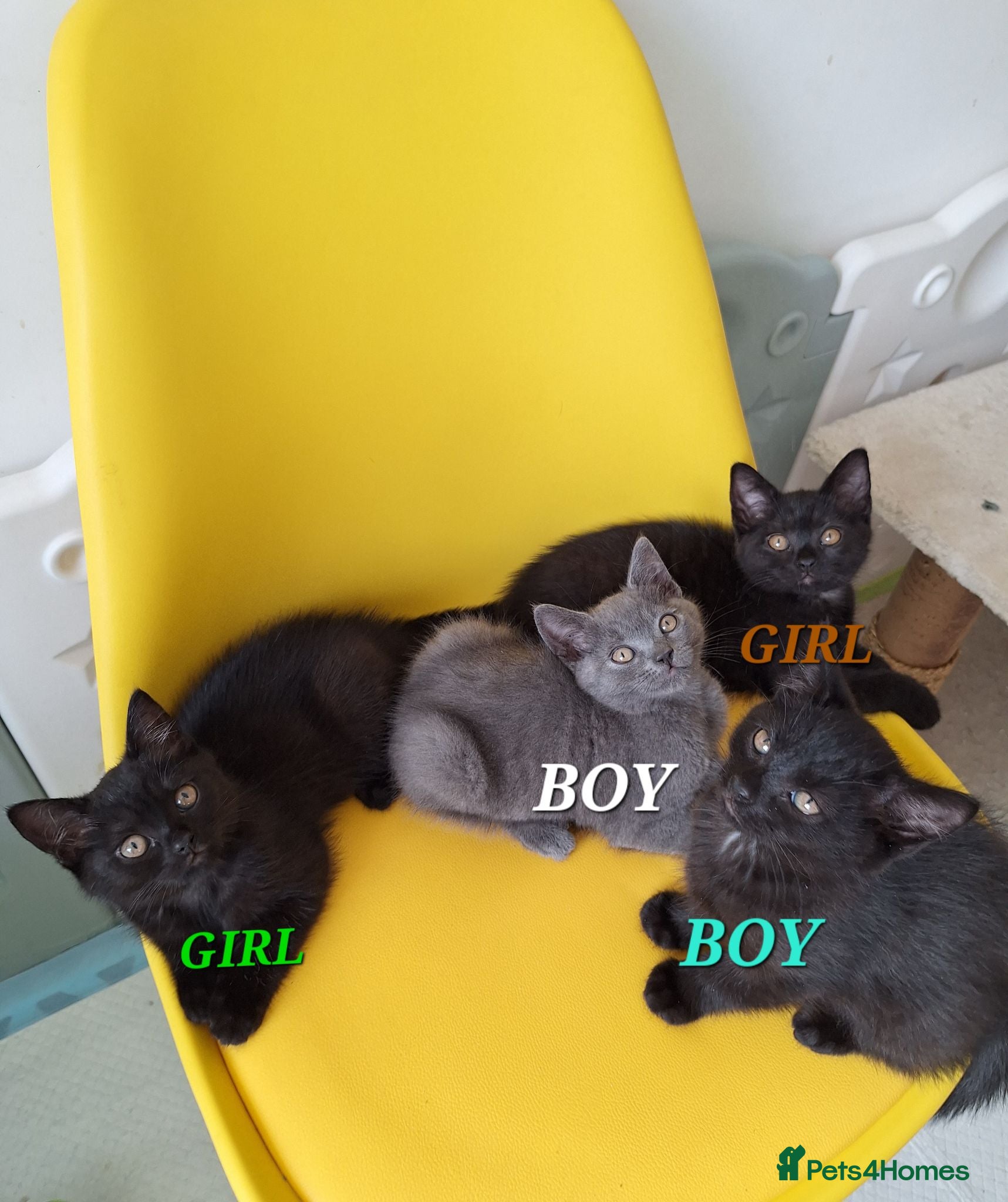 British Shorthair cats Chocolate-cinnamon,grey colour BSH kittens,London - Advert 1