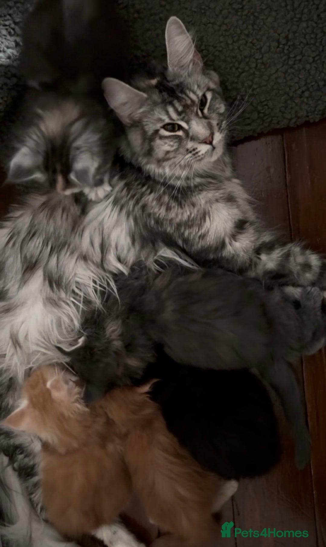 Maine Coon cats for sale: 1 red boy & 1 blue tortie Maine coon kittens  - Image 7