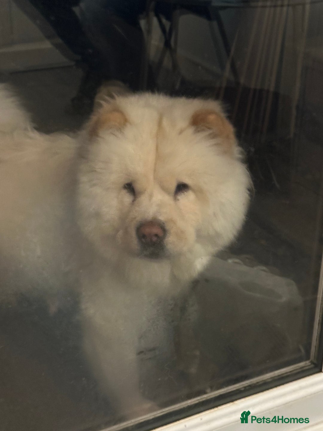 Chow Chow dogs for sale: 2 Chow Chow females - Advert 5