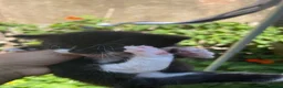 Mixed Breed cats for sale: Mixed breed Kittens - Advert 5