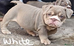 English Bulldog dogs for sale: Final Female English Bulldog available - Image 11