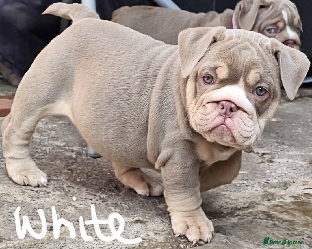 English Bulldog dogs for sale: Final Female English Bulldog available - Image 11