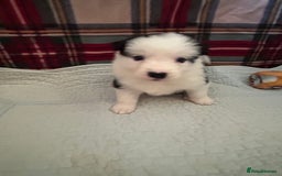 Border Collie dogs for sale: Border collie puppies for sale!!!❤️ - Image 13