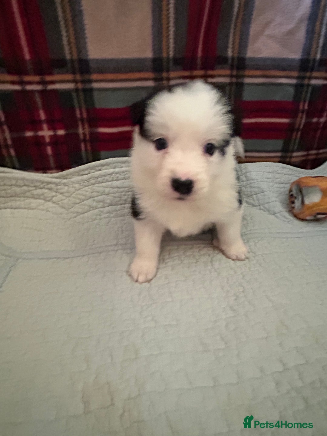 Border Collie dogs for sale: Border collie puppies for sale!!!❤️ - Image 13
