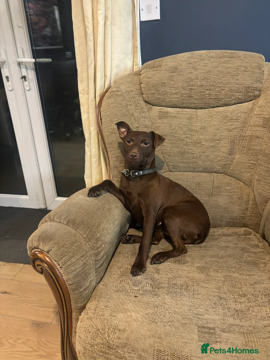 Patterdale Terrier dogs for sale: Patterdale Puppies in Colne - Advert 1