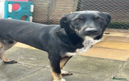 Mixed Breed dogs for adoption: Whiskey. Norwich Norfolk  - Image 2