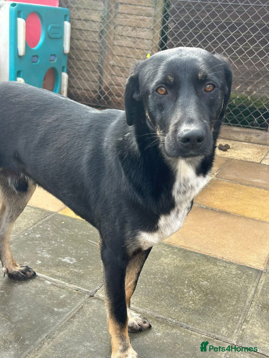 Mixed Breed dogs for adoption: Whiskey. Norwich Norfolk  - Image 2