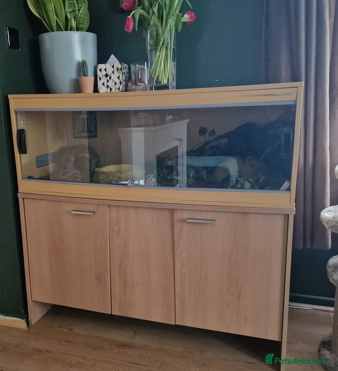 Python Snake reptiles for sale: Royal python for sale/rehoming - Advert 2