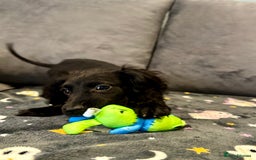 Cocker Spaniel dogs for sale: READY NOW 1 BLACK GIRL COCKER SPANIELS AVAILABLE  - Image 3