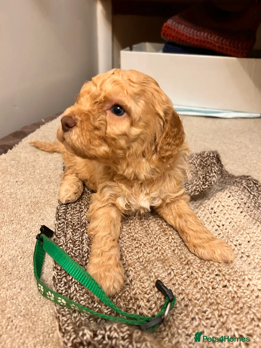 Lagotto Romagnolo dogs for sale: Spring Lagotto Romagnolo puppies - Advert 16