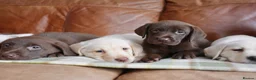 Labrador Retriever dogs for sale: Stunning Health Tested Labrador Puppies - Advert 11