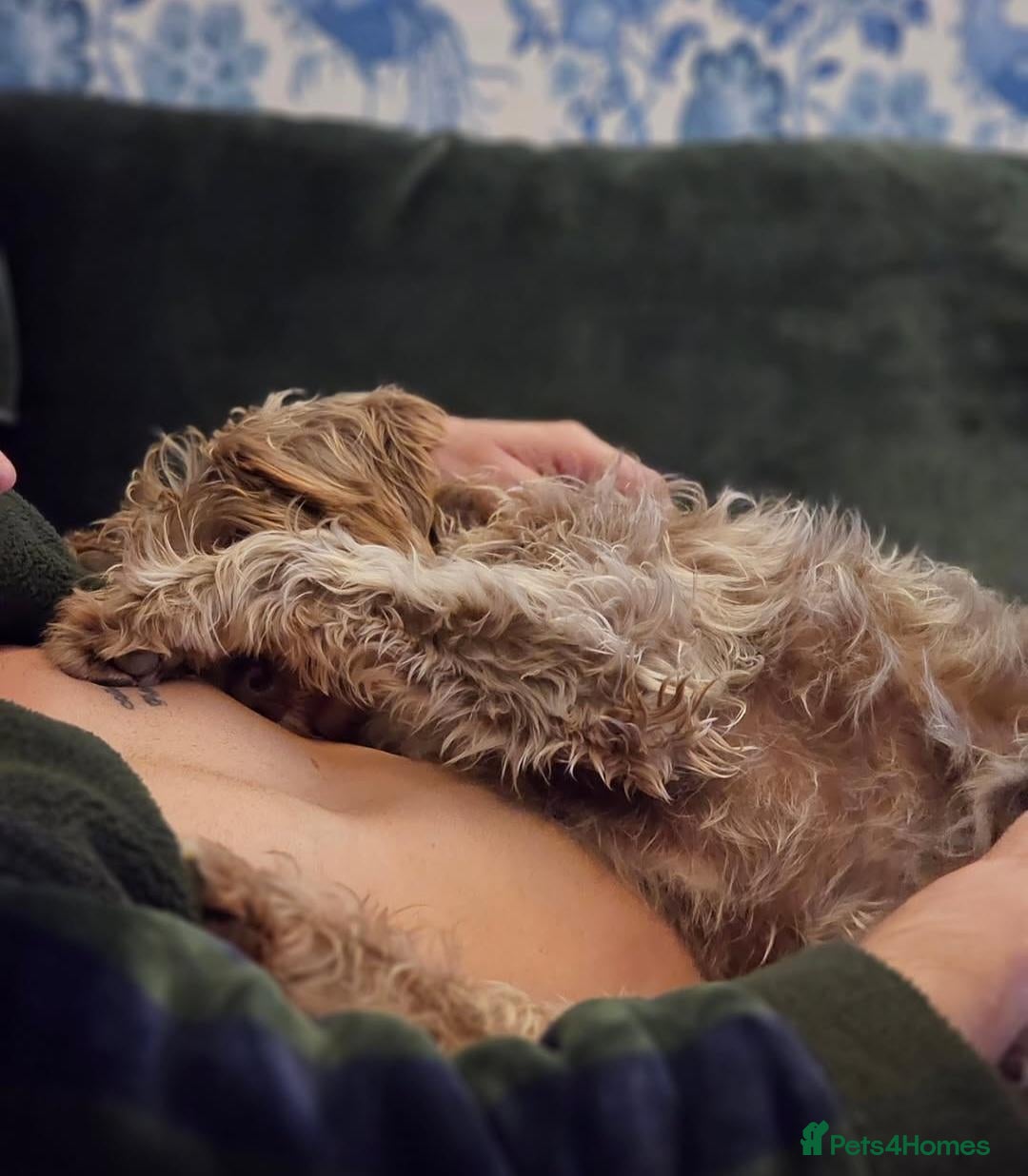 Labradoodle dogs Beautiful miniature labradoodle - Advert 2