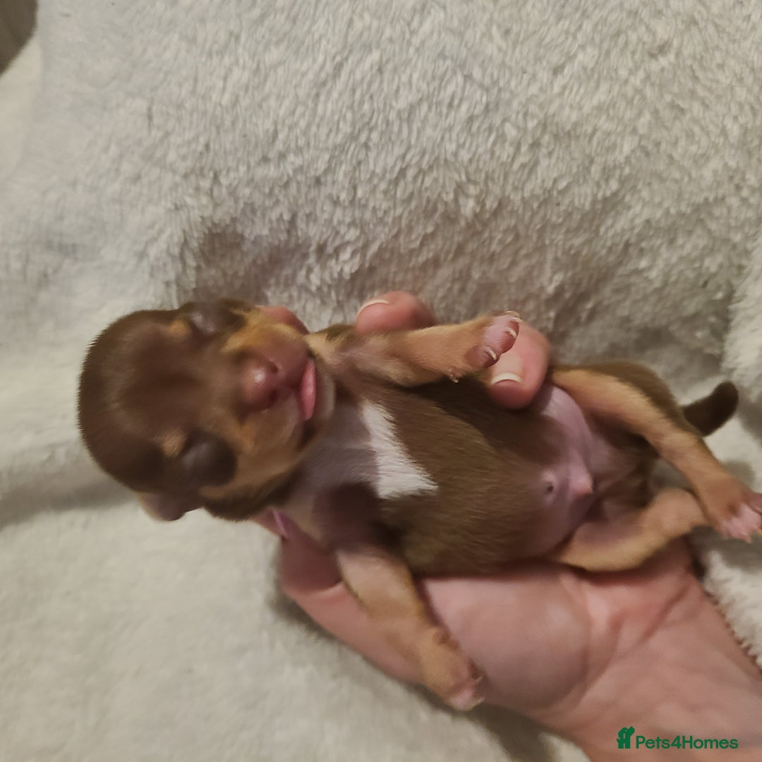 Chihuahua dogs for sale: Smooth coat chihuahuas - Image 17