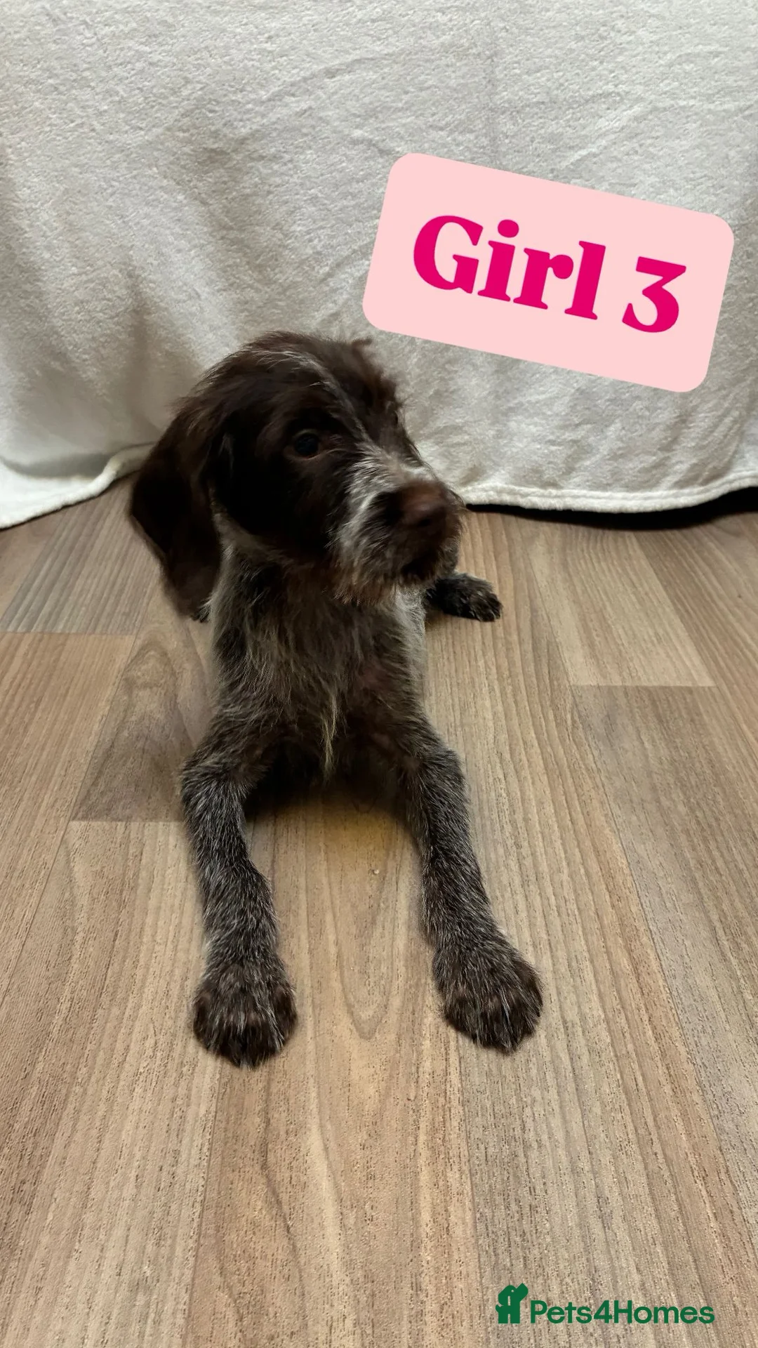 German Wirehaired Pointer dogs for sale: German wire hair pointers for sale - Advert 21