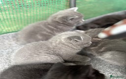 British Shorthair cats for sale: Beautiful British cat  - Image 17