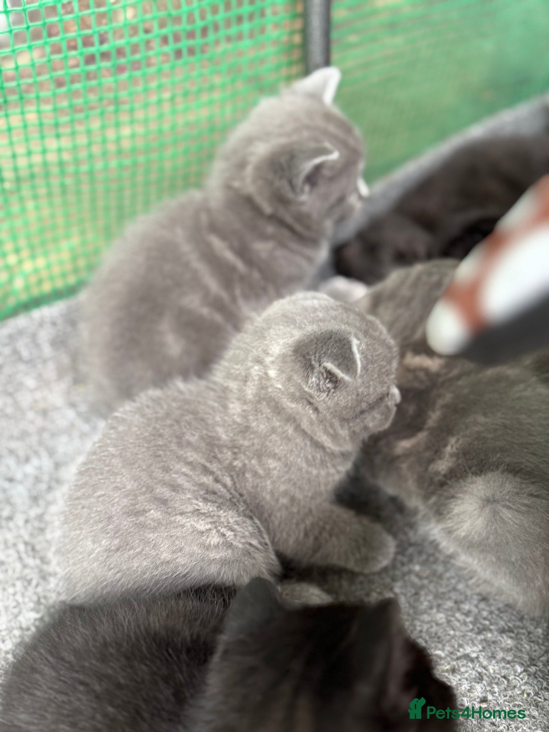 British Shorthair cats for sale: Beautiful British cat  - Image 17