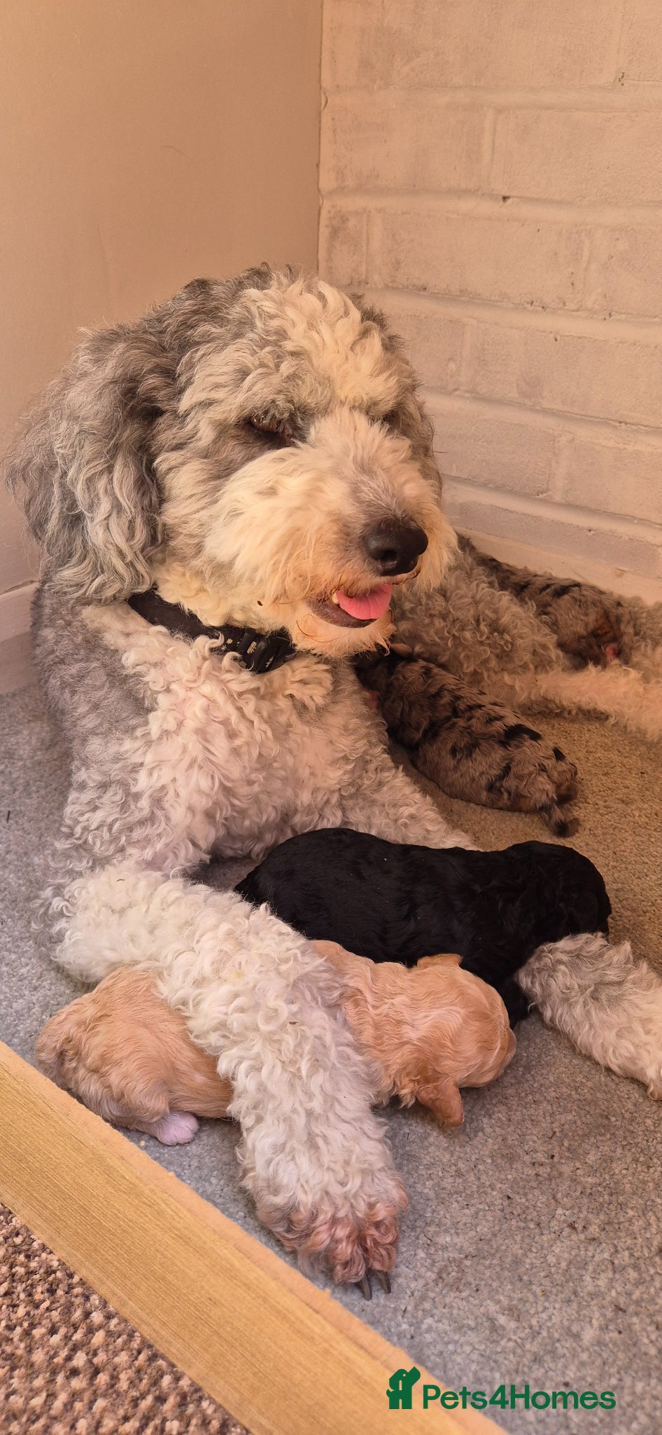 Sheepadoodle dogs Sheepadoodles - Advert 1