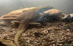 Bearded Dragon reptiles for sale: Bearded dragons  - Image 2