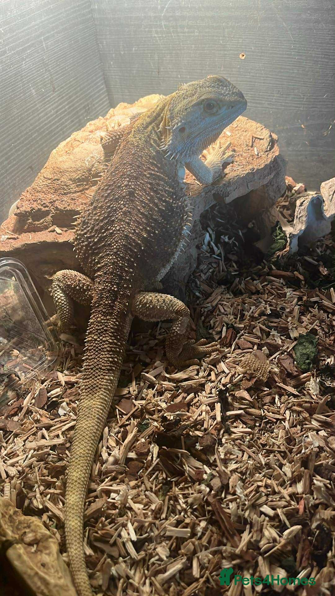 Bearded Dragon reptiles for sale: Bearded dragons  - Image 2
