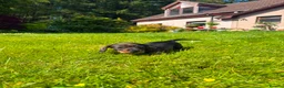 Dachshund dogs for sale: KC REG STANDARD WIRED HAIRED DACHSHUND (TECKELS) - Advert 24