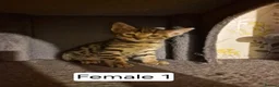 Mixed Breed cats for sale: Mix Bengal Bombay - Advert 5