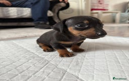 Miniature Dachshund dogs for sale: 🐶Beautiful Dachshunds puppies🐶 - Image 6