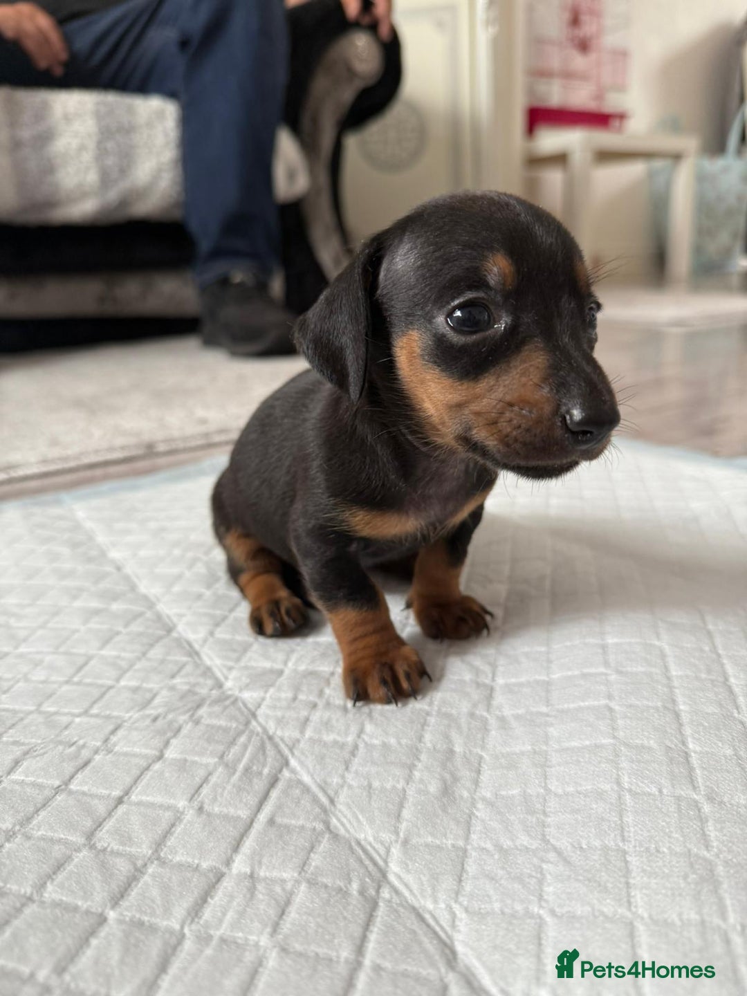 Miniature Dachshund dogs for sale: 🐶Beautiful Dachshunds puppies🐶 - Image 6