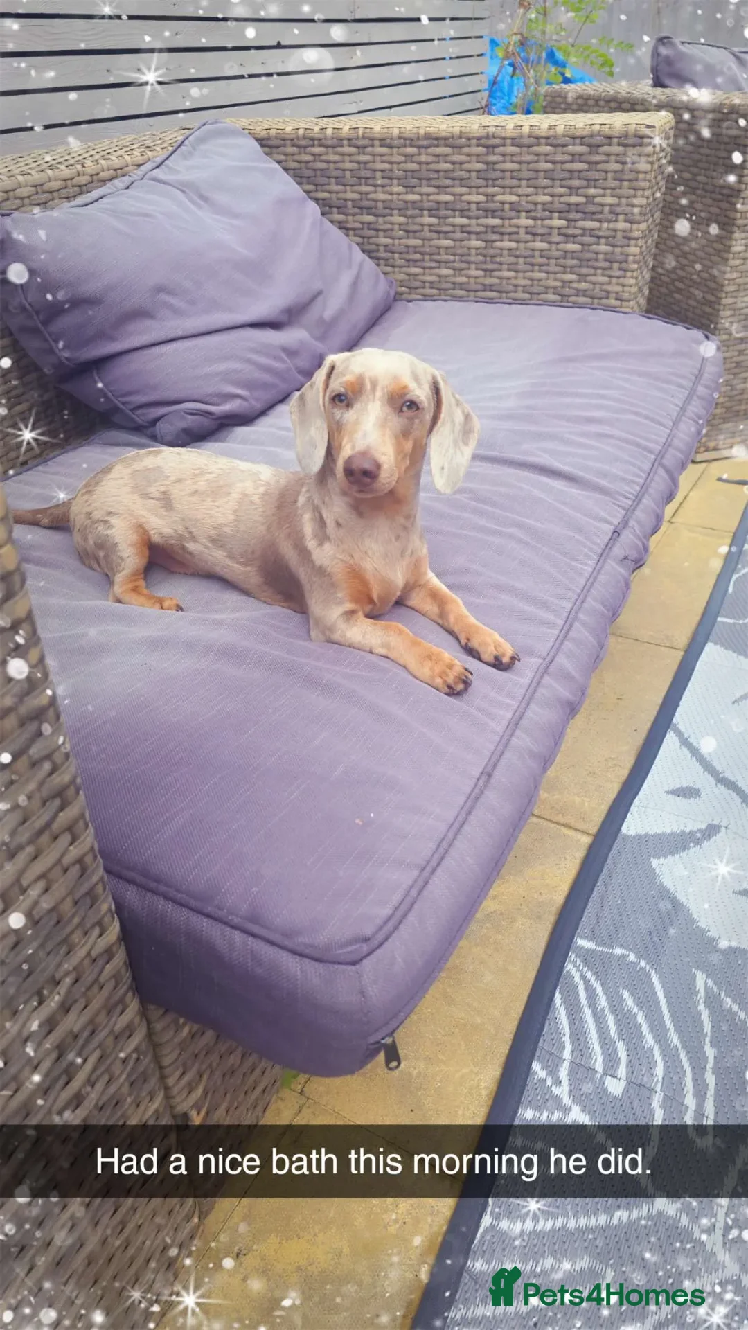 Miniature Dachshund dogs for sale: Lilac dapple Minature Daschaund - Image 5