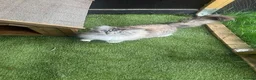 Ragdoll cats for sale: 🩷💕💝ONLY 5 left GCCF Registered kittens 😻😻 - Advert 3
