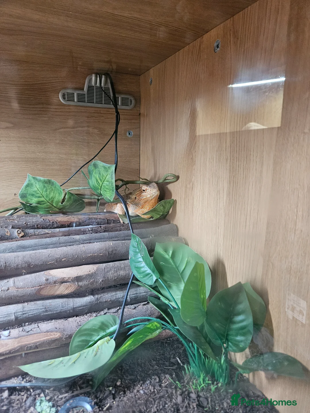 Bearded Dragon reptiles for sale: Red dragon in Lewes - Advert 1