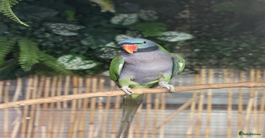 Parakeets birds - Advert 1