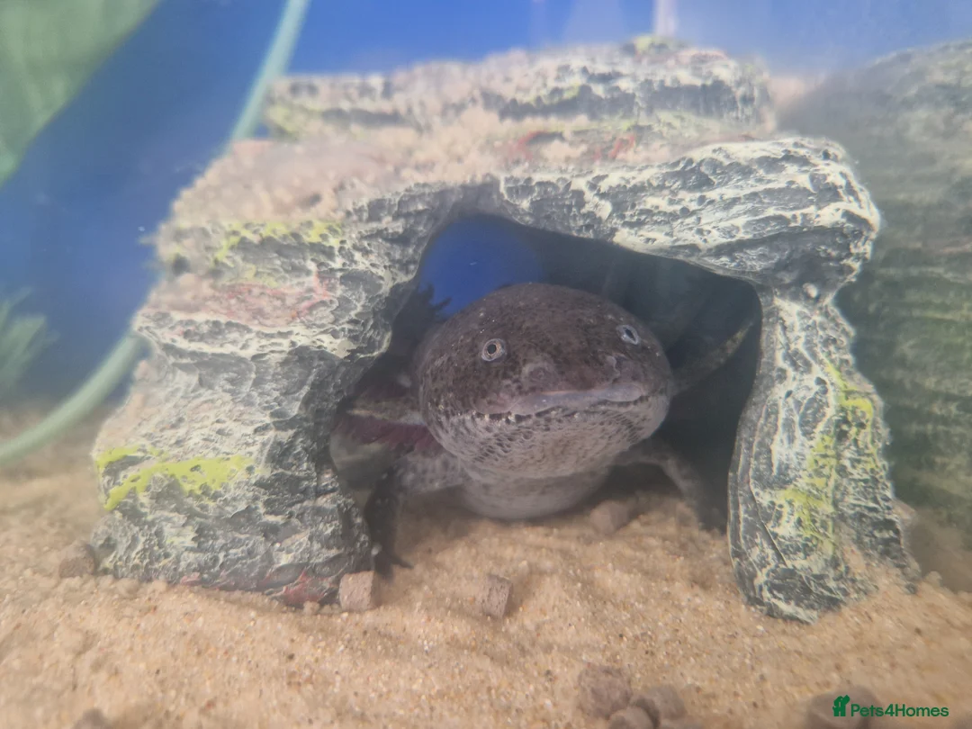 Axolotl reptiles for sale: 2x Axolotls and set up! - Advert 4