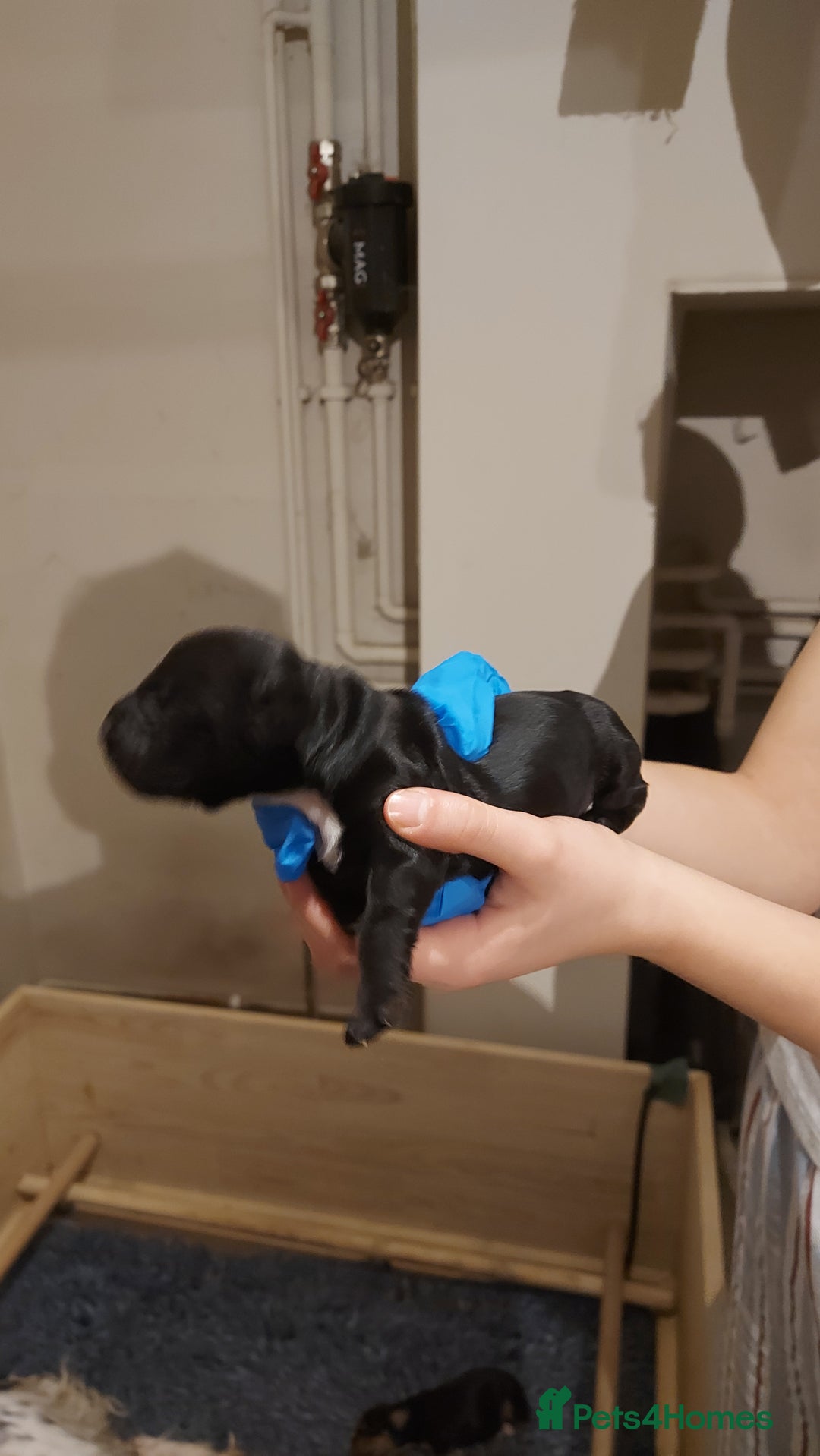 Cocker Spaniel dogs for sale: KC Registered Working Cocker Puppies  - Advert 9